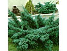 95,7.  Juniperus media Pfitzeriana Glauca.jpg