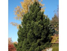 172,7.  Picea abies Ohlendorffii.jpg