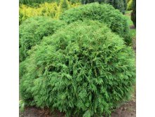 99.  Thuja occidentalis Little Champion.jpg