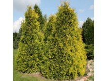 101,2.  Thuja occidentalis Sunkist.jpg