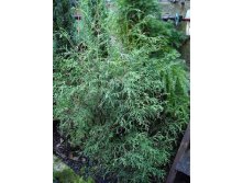 106,7.  Thuja occidentalis Ohlendorffii.jpg