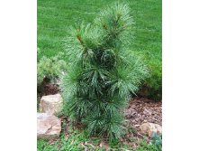 95,7.  Pinus wallichiana.jpg