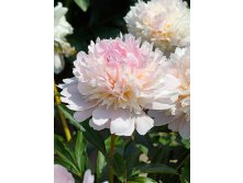 Paeonia-Alerte.jpg