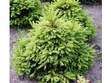 172,7.  Picea abies Ohlendorffii.jpg