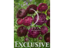 Ranunculus-Purple-Sensation.jpg