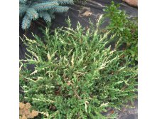 95,7.  Juniperus communis Spotty Spreader.jpg