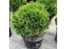 99.  Thuja occidentalis Little Champion.jpg