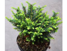 106,7.  Picea omorika Karel.jpg