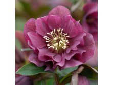 Helleborus Double Ellen purple.jpg