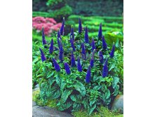 Veronica-Sunny-Border-Blue.jpg