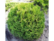 101,2.  Thuja occidentalis Tiny Tim.jpg