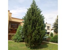 95,7.  Pinus nigra Pyramidalis.jpg