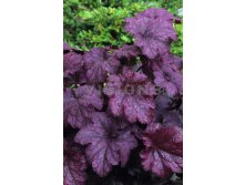 Heuchera Plum Pudding.jpg