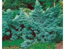 95,7.  Juniperus squamata Hunnetorp.jpg