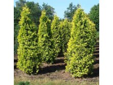 95,7.  Thuja occidentalis Yellow Ribbon.jpg