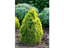 167,2.  Thuja occidentalis Filips Magic Moment.jpg