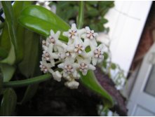  hoya globulosa