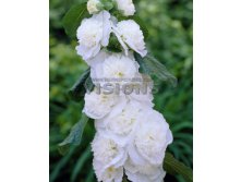 Alcea Brides Bouquet.jpg