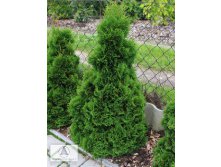 95,7.  Thuja occidentalis Miky.jpg