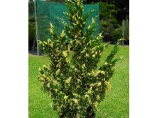 95,7.  Juniperus chinensis Variegata.jpg