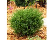 101,2.  Thuja occidentalis Mr Bowling Ball.jpg