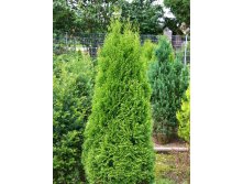 79,2.  Thuja occidentalis Smaragd.jpg