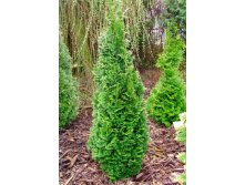 113,3.  Thuja occidentalis Brobecks Tower.jpg