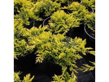 95,7.  Juniperus horizontalis Golden Carpet.jpg