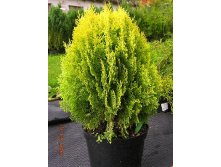 101,2.  Thuja occidentalis Aurea Nana.jpg