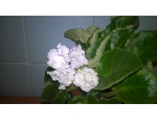 WP 20151017 21 58 47 Pro.jpg