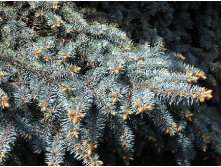 95,7.  Picea pungens Glauca.jpg