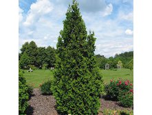 106,7.  Thuja occidentalis Spiralis.jpg