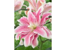 59.  ROSELILY (   5 .,   1.).jpg