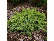 95,7.  Juniperus squamata Dream Joy.jpg