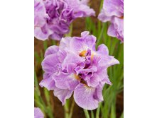 Iris-siberica-Pink-Parfait.jpg