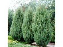 106,7.  Juniperus scopulorum Skyrocket.jpg