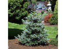 387,2.  Abies koreana Silberlocke.jpg