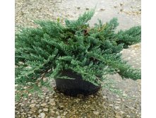 95,7.  Juniperus horizontalis Blue Chip.jpg