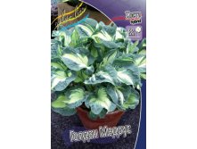    .Hosta Golden Meadows.  ( )