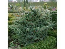 106,7.  Juniperus squamata Meyeri.jpg