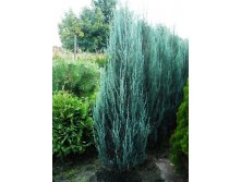 106,7.  Juniperus scopulorum Blue Arrow.jpg