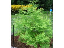 145,2.  Metasequoia glyptostroboides.jpg