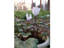 Сеянец