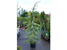 332,2.  Cedrus libani Glauca.jpg