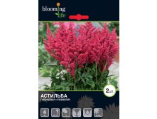 Astilbe-Fireberry.jpg