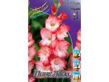 562b3bb6b0244 818rub. gladiolus pink ledizakazyvaem tolko tselymi upakovkami po 8 sht..jpg