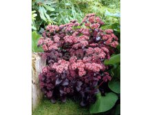 Sedum Purple Emperor.jpg