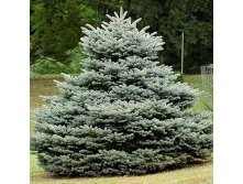 442,2.  Picea pungens Glauca Globosa.jpg