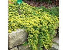 95,7.  Juniperus horizontalis Golden Carpet.jpg