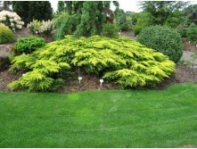 106,7.  Juniperus chinensis Daubs Frosted.jpg